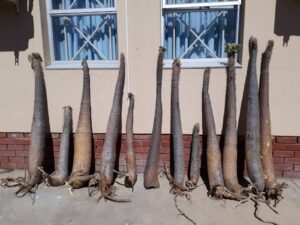 Twee gevonnis vir stroop van halfmensbome