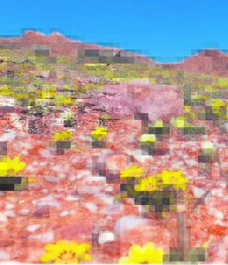 Transforms into wonderland