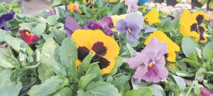 Wys gesig op fees vir daardie lentegevoel