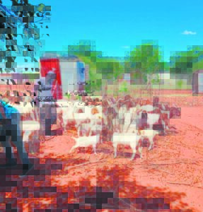Recovering tribe of stolen goats