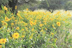 Foto-beeld: Blom goudgeel ná milde reën