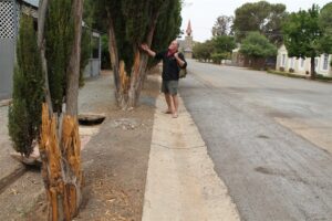 Stroping bedreig bome