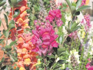 Blom vir massas kleur, kinderpret