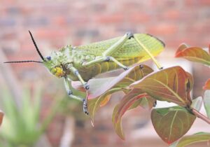 Foto-beeld: Gevrees as vraat, geniet as lekkerny
