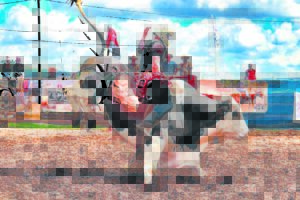 Schmidtsdrift: Ken jou sit op rodeo-dag