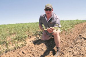 Beurtkrag: Wys die vlag