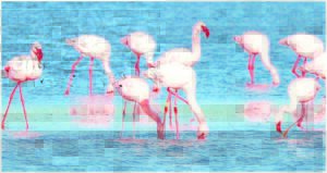 Lesser flamingo’s incredible journey tracked