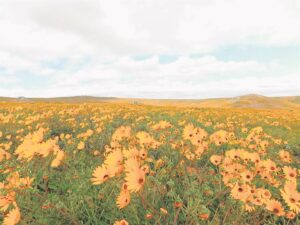Trek blommerok vir Augustus aan