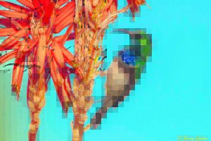 Drawn to the sweet smells of nature