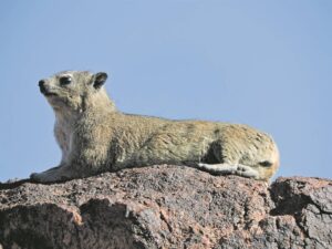 Free visit to SA parks offered