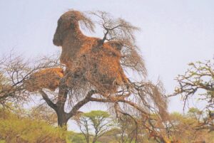 Foto-beeld: ‘Hou ’n ogie’ vanuit hoë boom