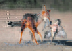 Staan op eie been om ete te red