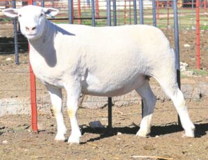 Spogdiere haal puik pryse