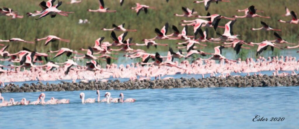 Flamingoes op Kamfers Dam