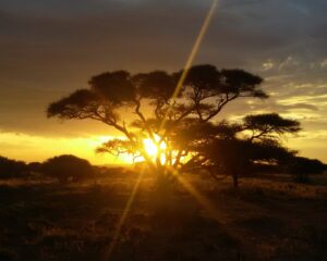Kameeldoring: Geen geluk, lewensrykdom in oorvloed besittings