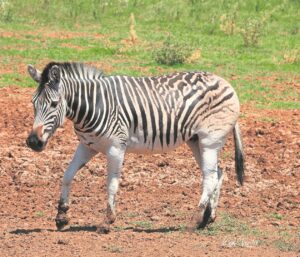 Verloor patroon in aller haas