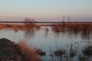 Kamfersdam: Kby se ‘flaminkparadys’ bevat hoë vlakke E.coli
