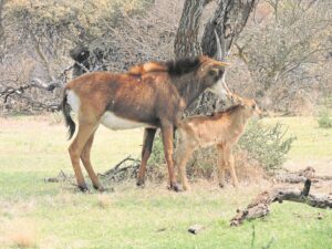 Foto-beeld: ’n Uitsonderlike bok vir (naamgee)sports