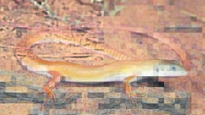 Langstert weer gekry