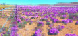 Verhelder vlaktes steeds met kleurspel