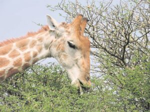 Smul hoog in die takke aan vroeë somerhappies