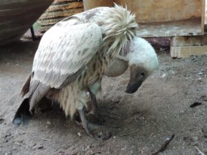 Aasvoëls: Voortbestaan van natuur se ‘skoonmaakspan’ noodsaaklik