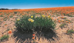 De Beers Group pledges land to Namaqua National Park