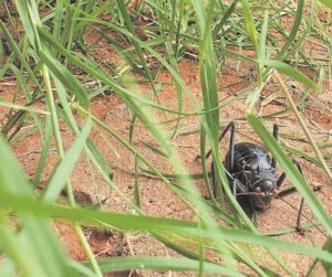 Ons Kalahari: Oooooh, koringkriek!