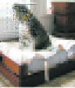 DIY: Make a wooden bed for your furry friend