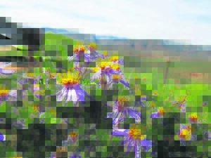 Stof blommetjiesjas vanjaar vroeër af