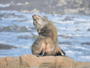 Foto-beeld: Benut ‘somerson’ tot in herfs