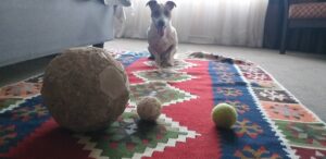 Elke hond (en kat) kry sy dag