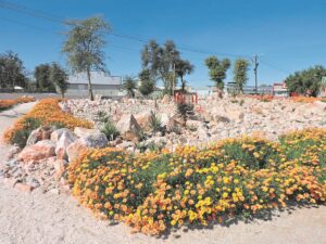 Gee voorsmakie van wyer blommeskouspel