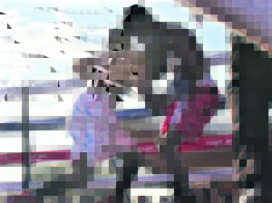 Art of boxing revived