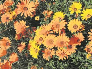 Skryf blommeskouspel op jou emmerskoplys