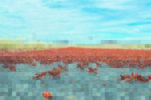 Sprinkaanplaag dalk erger dié seisoen