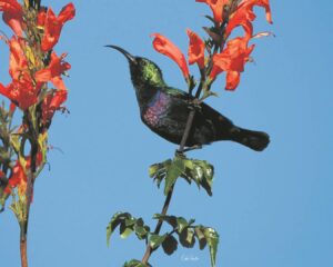 Versot op blomme se soete nektar-verleiding