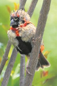 Skud vere reg vir broeityd