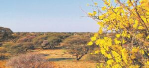 Bring goudgeel vreugde ná eerste lentereën