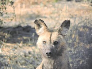 Foto-beeld: Ene ore vir geleenthede wat wag