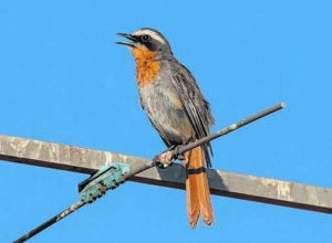 Master singer ‘Janfrederik’ a good mimic