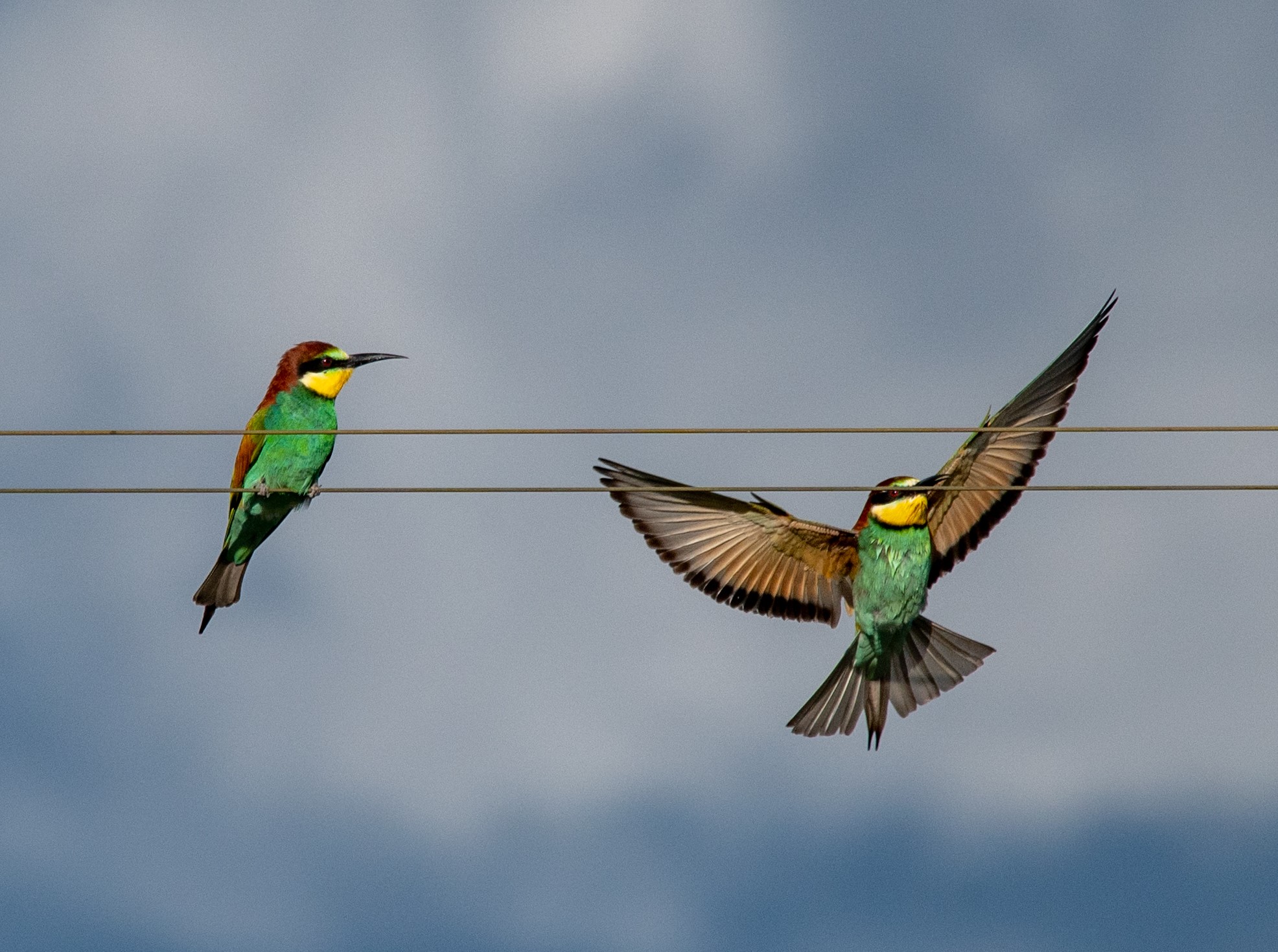 Vertrek eersdaags na somertuiste in Europa