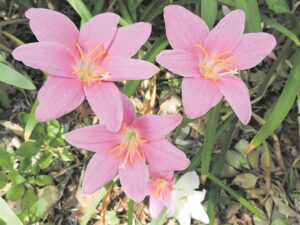 Blom in tuine as beloftes van reën