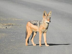 Twee nasionale parke in Noord-Kaap vergroot