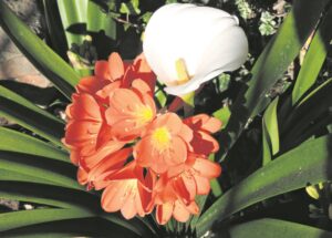 Tooi tuin in vrolike spatsels kleur