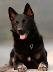 Help needed in finding missing dog