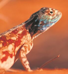 Warming up in                  sun