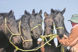 Erfenisroete oop vir reisgieriges