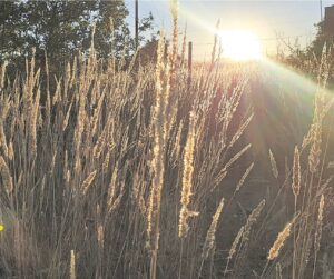Bedek Kalahari met         kombers