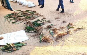 Five arrested in Northern Cape with endangered plants worth R2,7 billion
